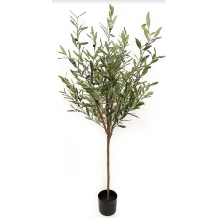 Olive Tree
