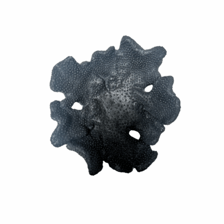 Coral Plate Black Medium