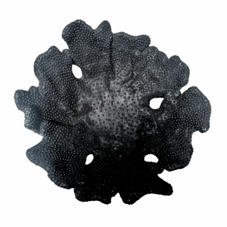 Coral Plate Black Large
